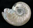 Gorgeous Quenstedticeras Ammonite Fossil #28035-1